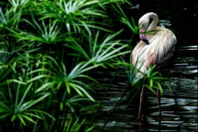 Duas onças pintadas entram em parque e matam 172 flamingos 